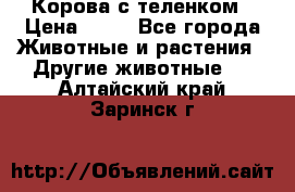 Корова с теленком › Цена ­ 69 - Все города Животные и растения » Другие животные   . Алтайский край,Заринск г.